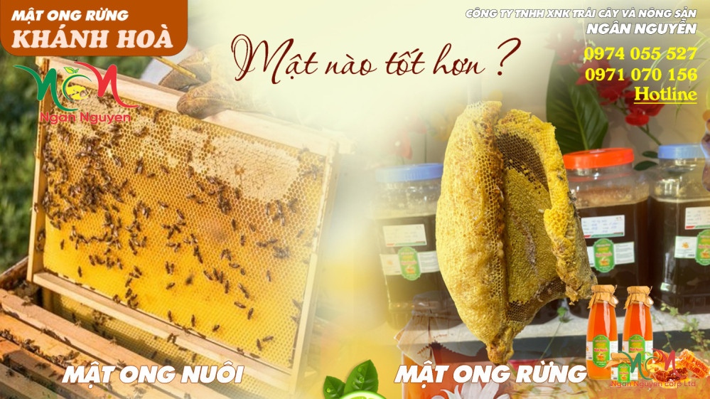 MẬT ONG RỪNG CÓ TỐT HƠN MẬT ONG NUÔI