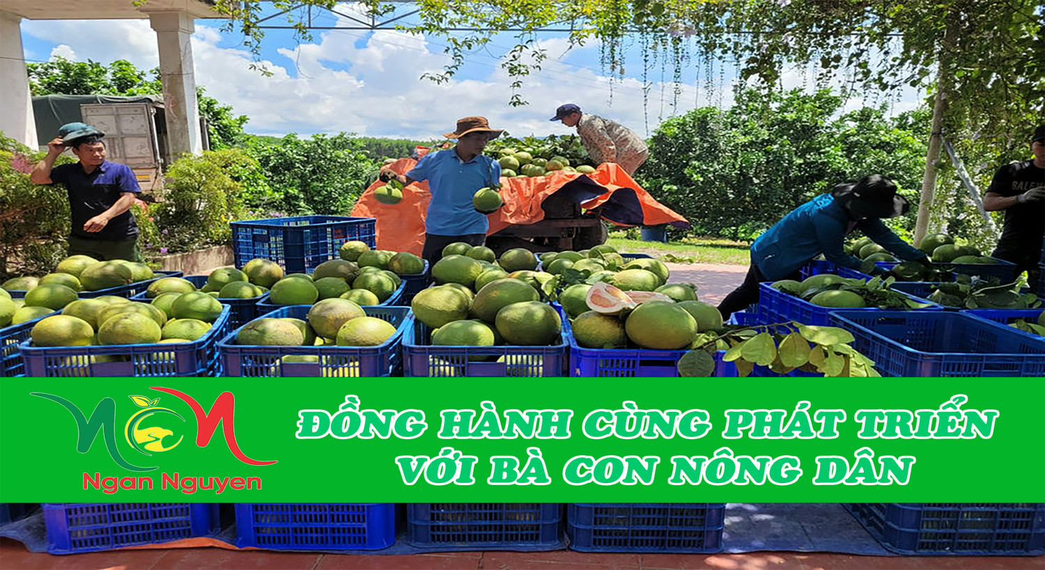 Bưởi Da Xanh Khánh Hòa